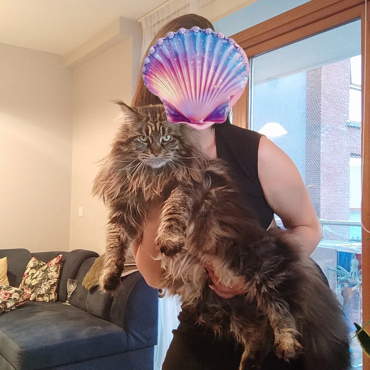 Main coon cat , female - Image 1