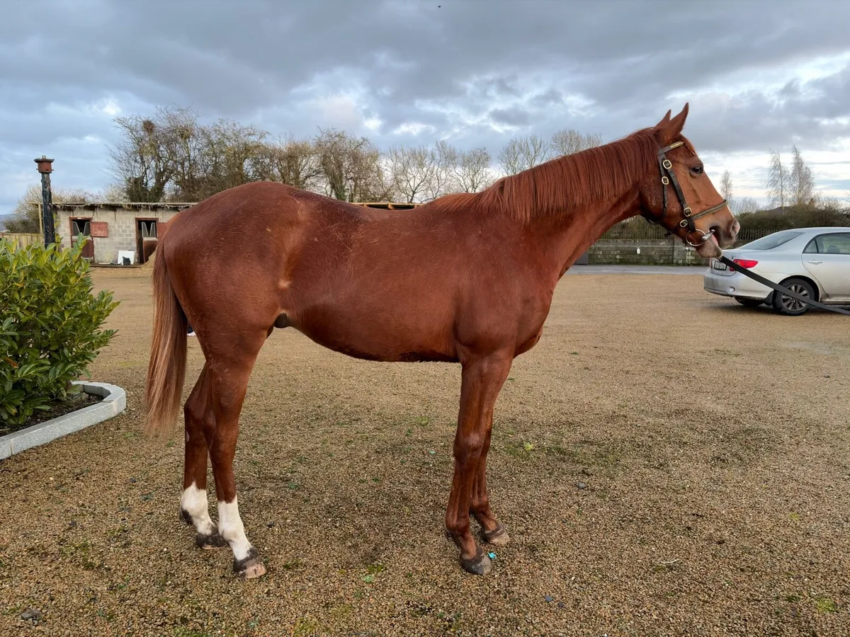 Thoroughbred gelding - Image 2