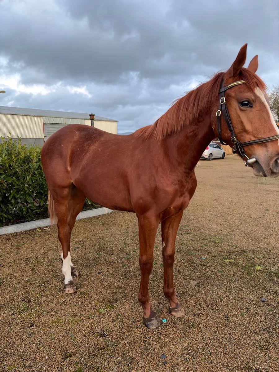 Thoroughbred gelding - Image 3