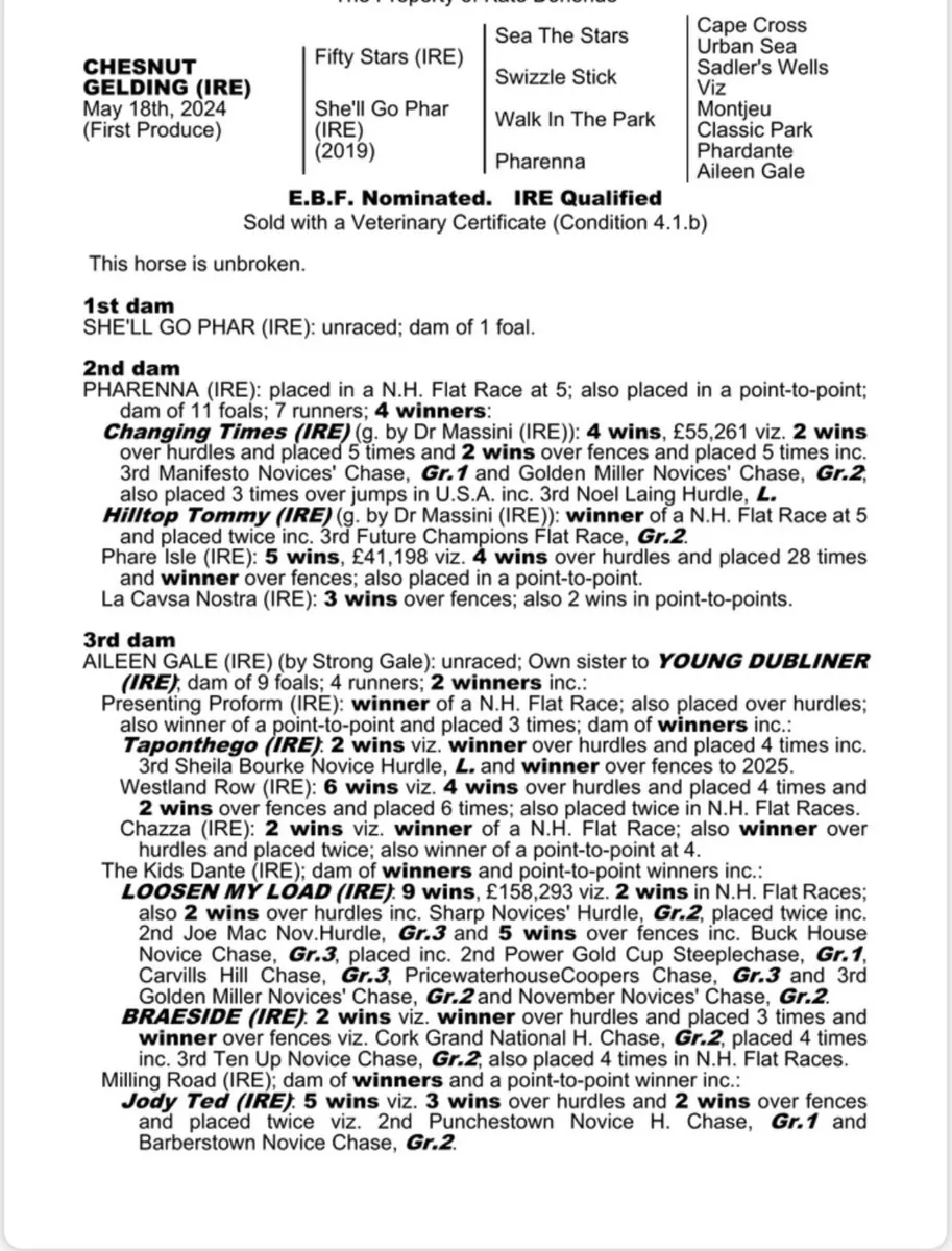 Thoroughbred gelding - Image 4