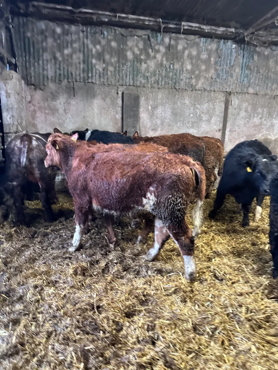 Lim Angus and Simmental bulls - Image 4