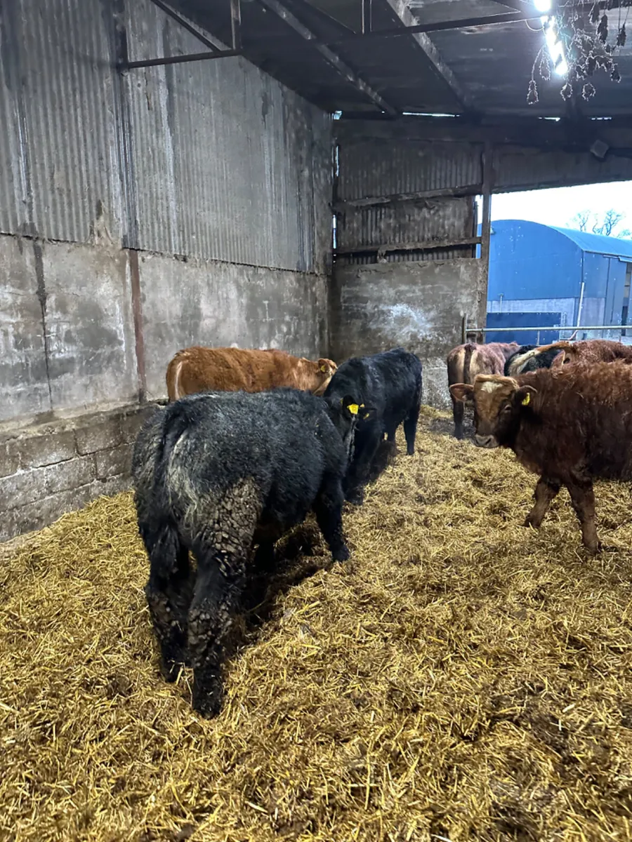 Lim Angus and Simmental bulls - Image 2