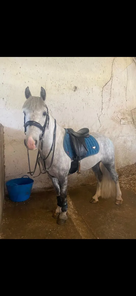 Superb 12.2 Pony - Image 1