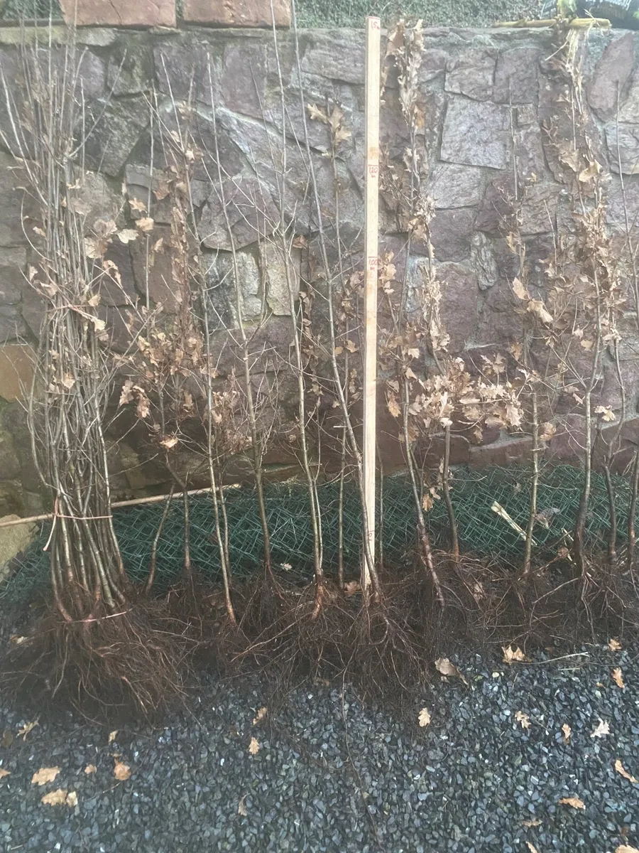 Oak plants - Image 1