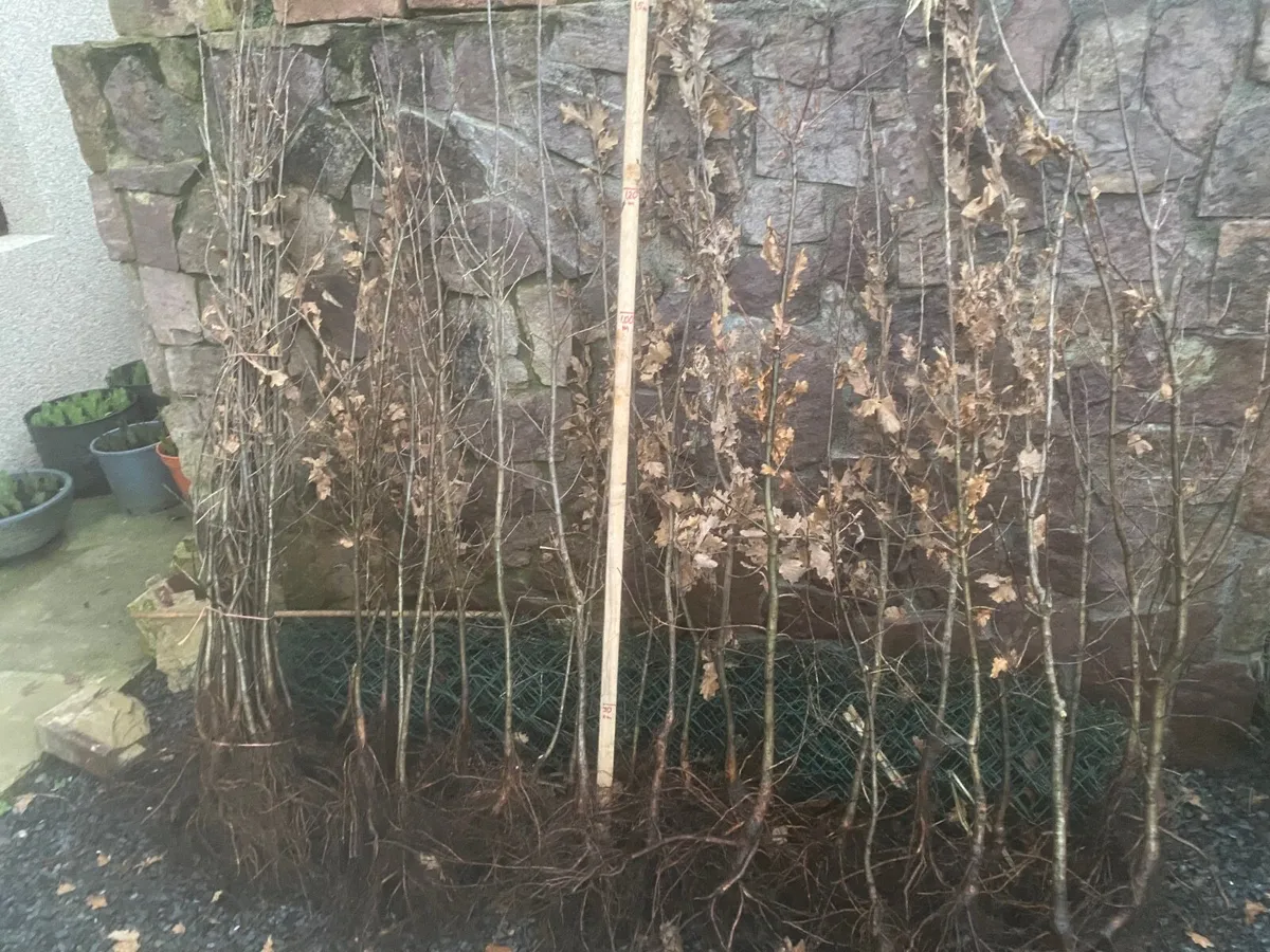 Oak plants - Image 2