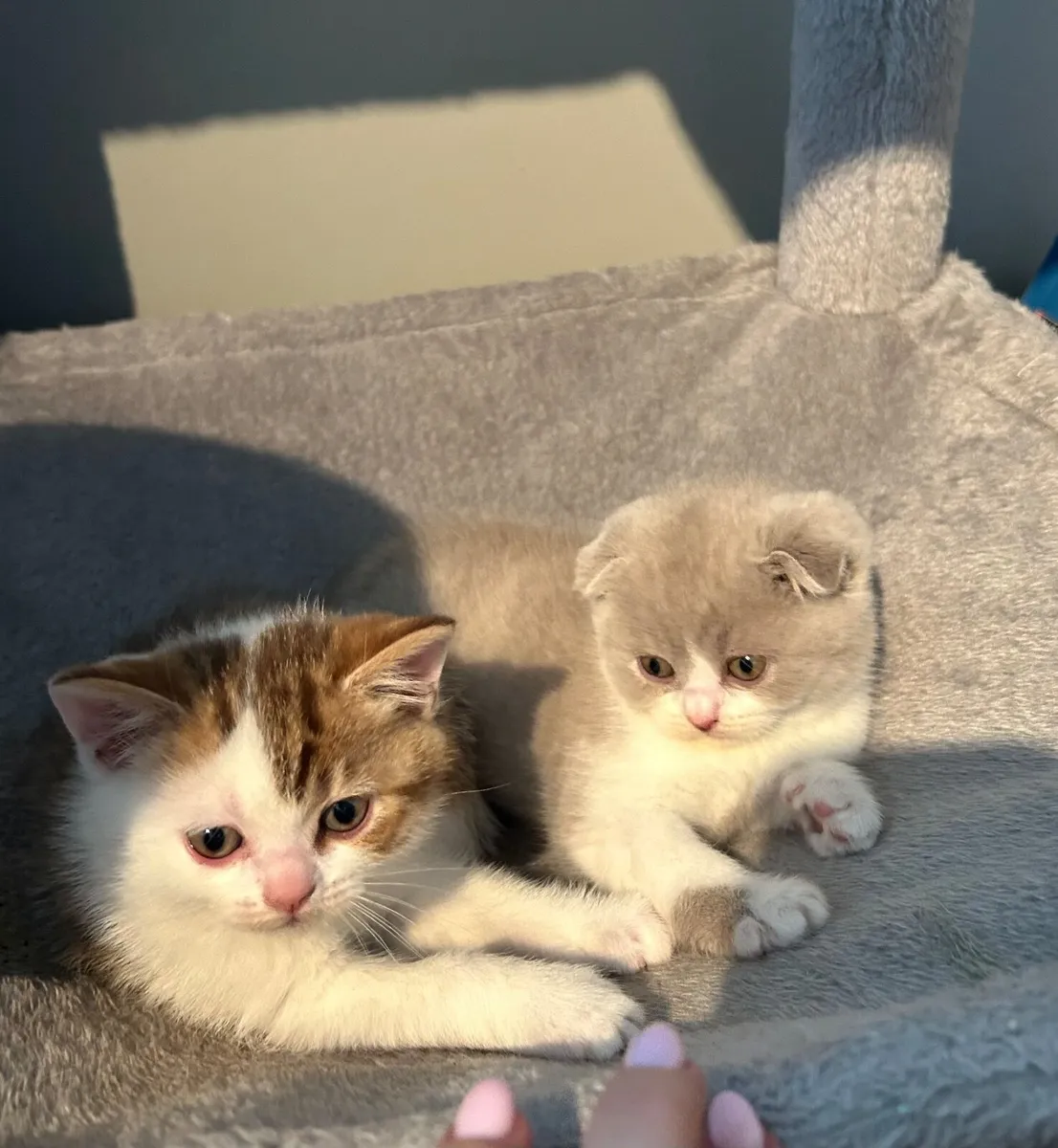 Scottish fold/straight kittens - Image 2