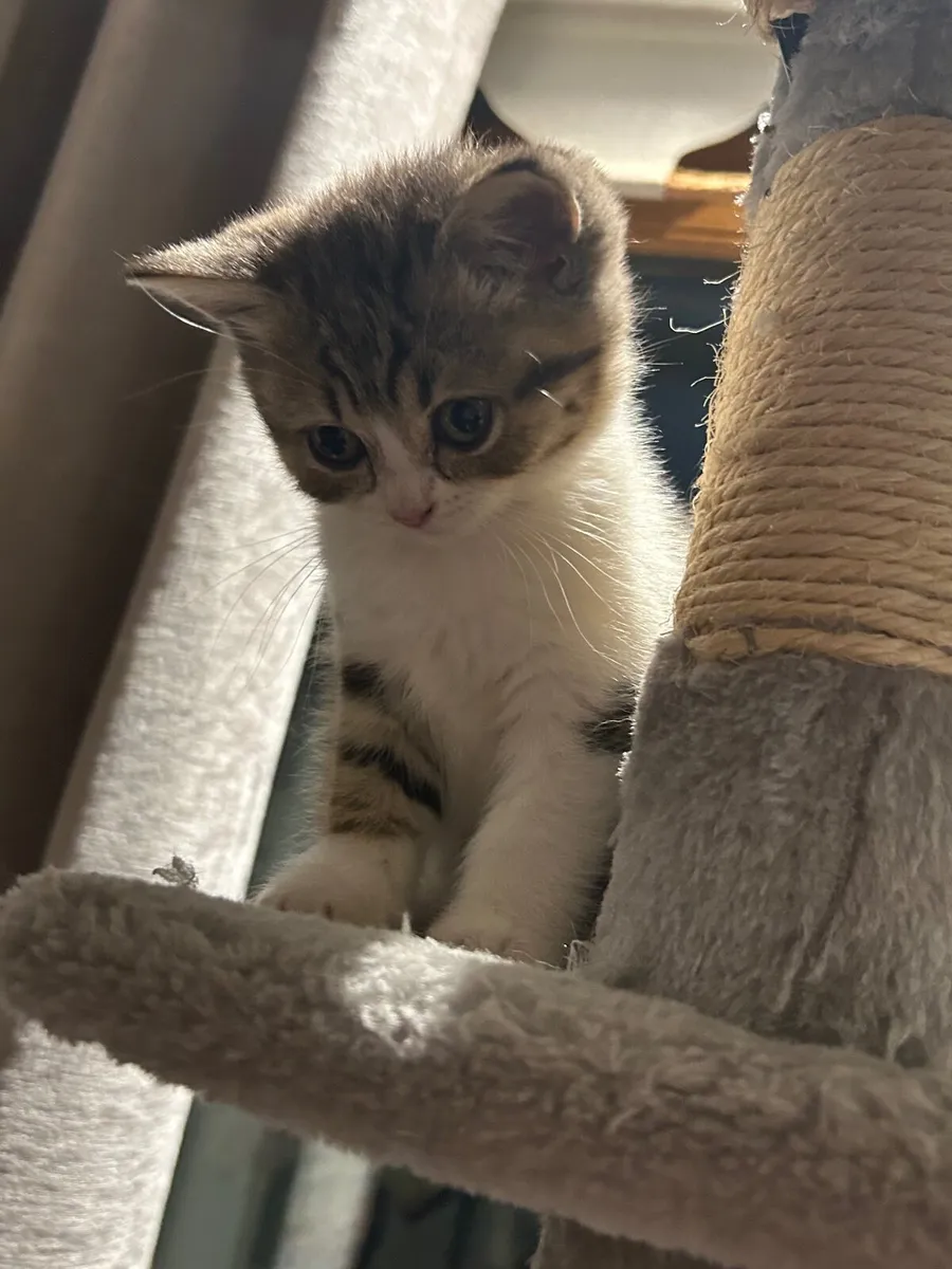 Scottish fold/straight kittens - Image 3