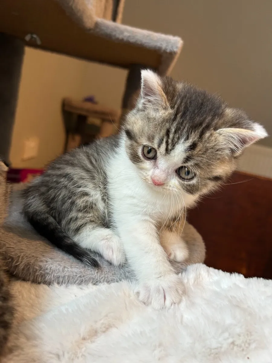 Scottish fold/straight kittens - Image 4