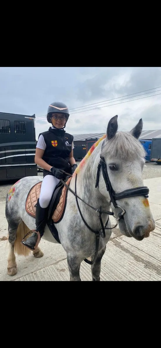 Superb 12.2 Pony - Image 2