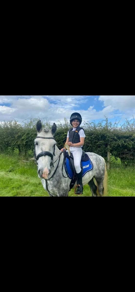 Superb 12.2 Pony - Image 3