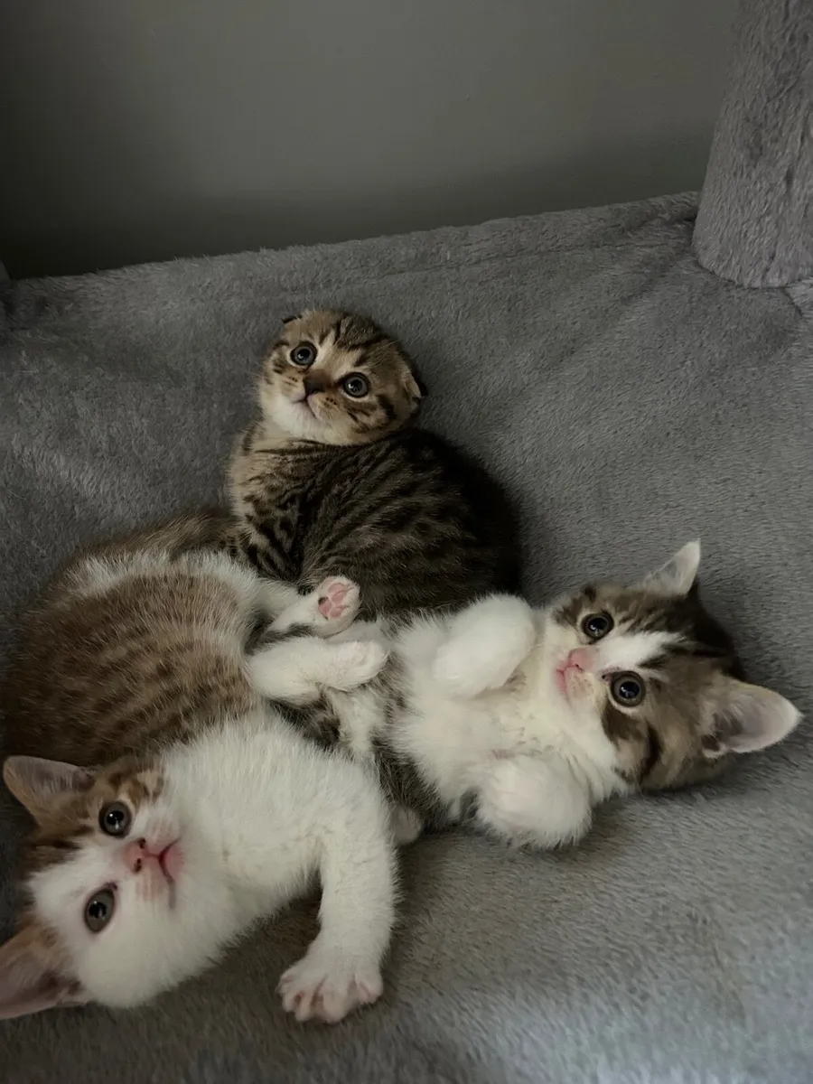 Scottish fold/straight kittens - Image 1