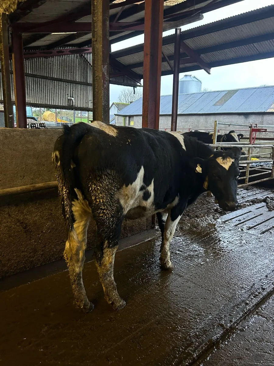 Late Calving young cows - Image 2