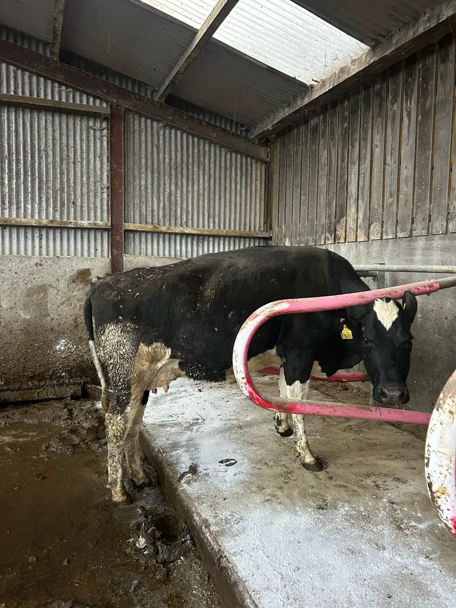 Late Calving young cows - Image 4