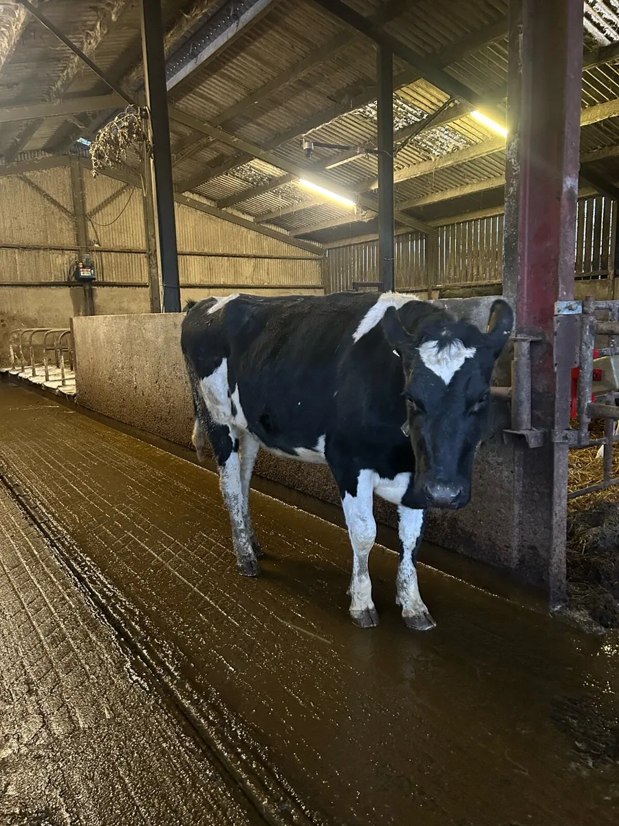 Late Calving young cows - Image 1