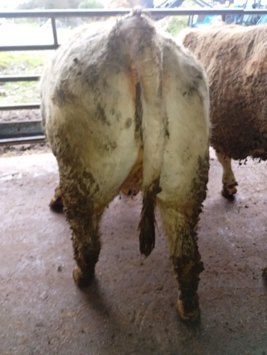 Incalf heifers - Image 2