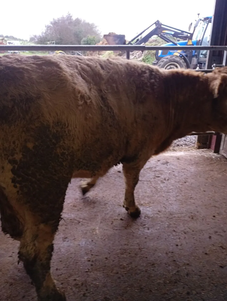 Incalf heifers - Image 3