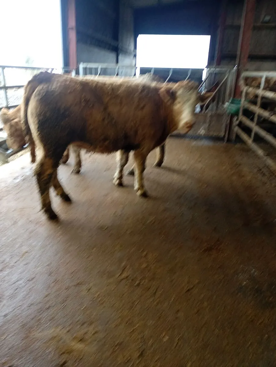 Incalf heifers - Image 4