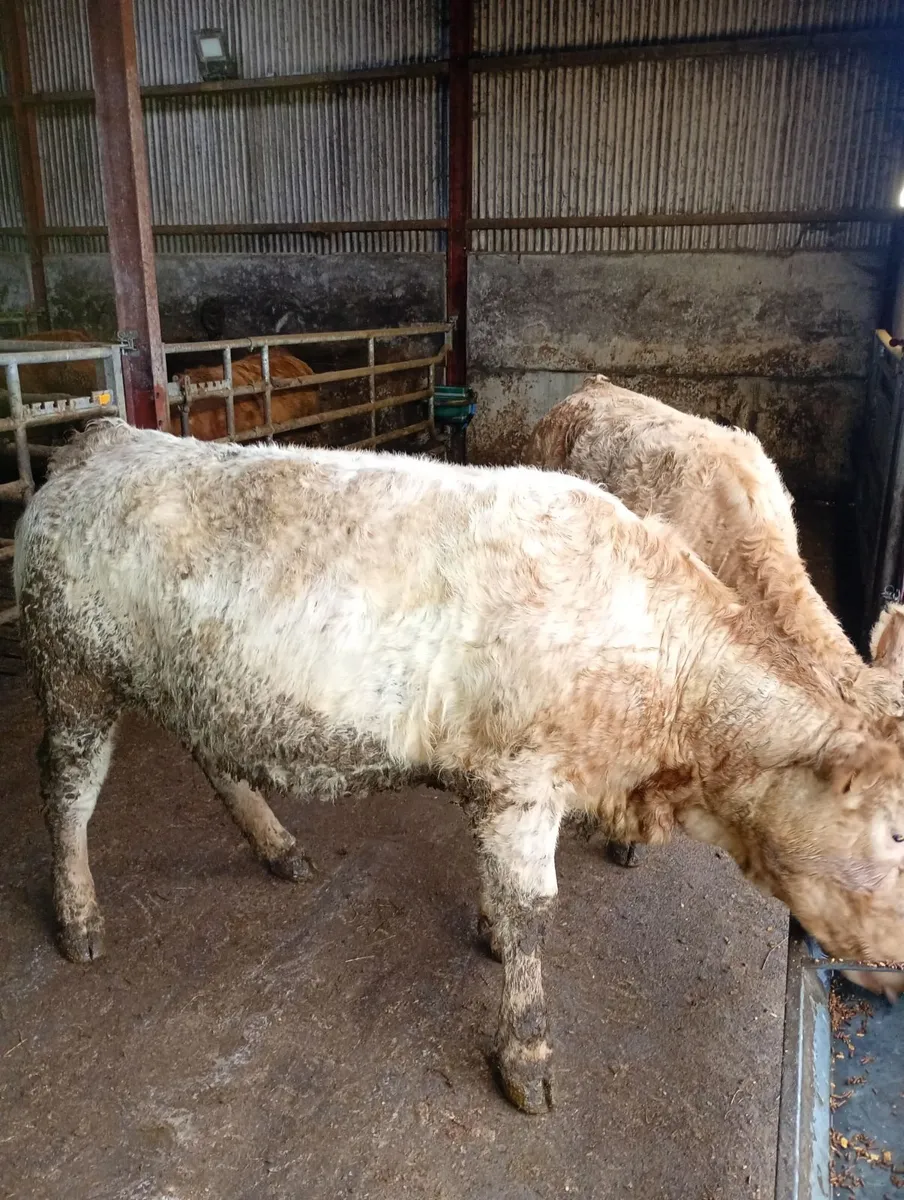 Incalf heifers - Image 1