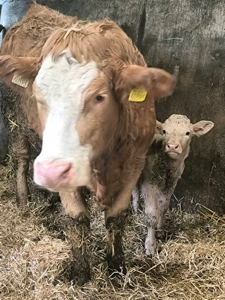 First calver - Image 2