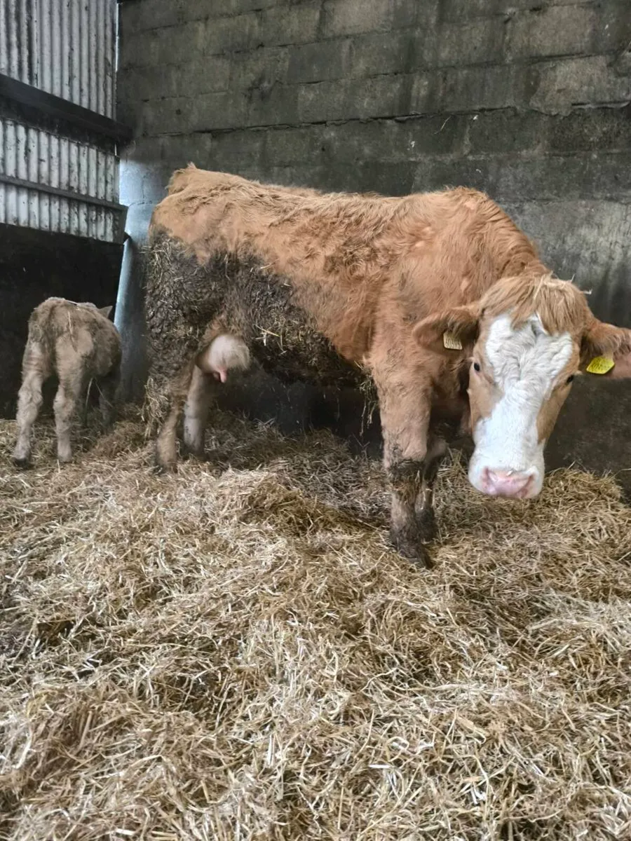 First calver - Image 1