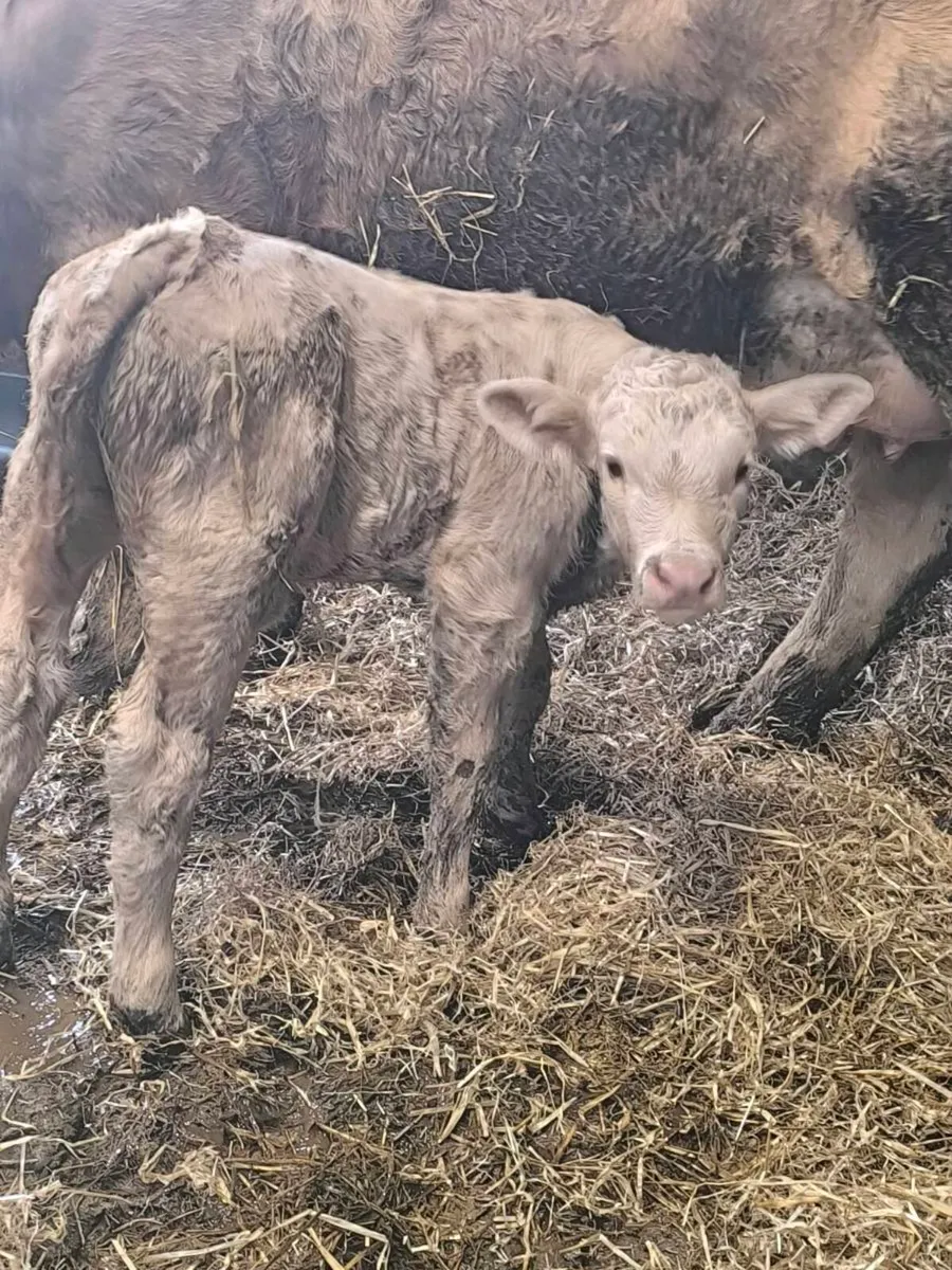 First calver - Image 4