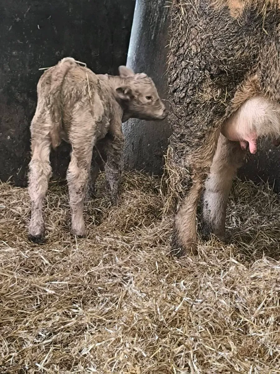 First calver - Image 3