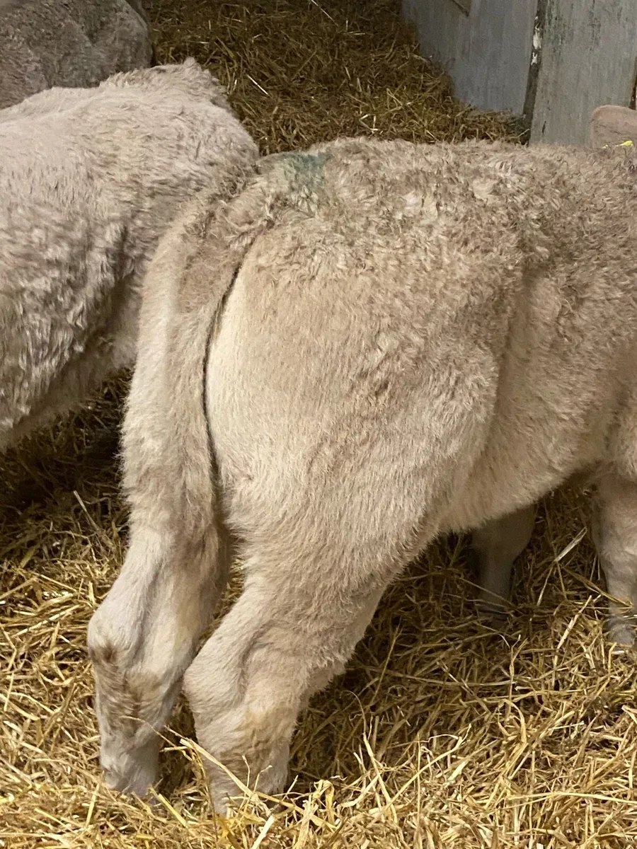 8 SERIOUS QUALITY CHAROLAIS HEIFER CALVES - Image 3