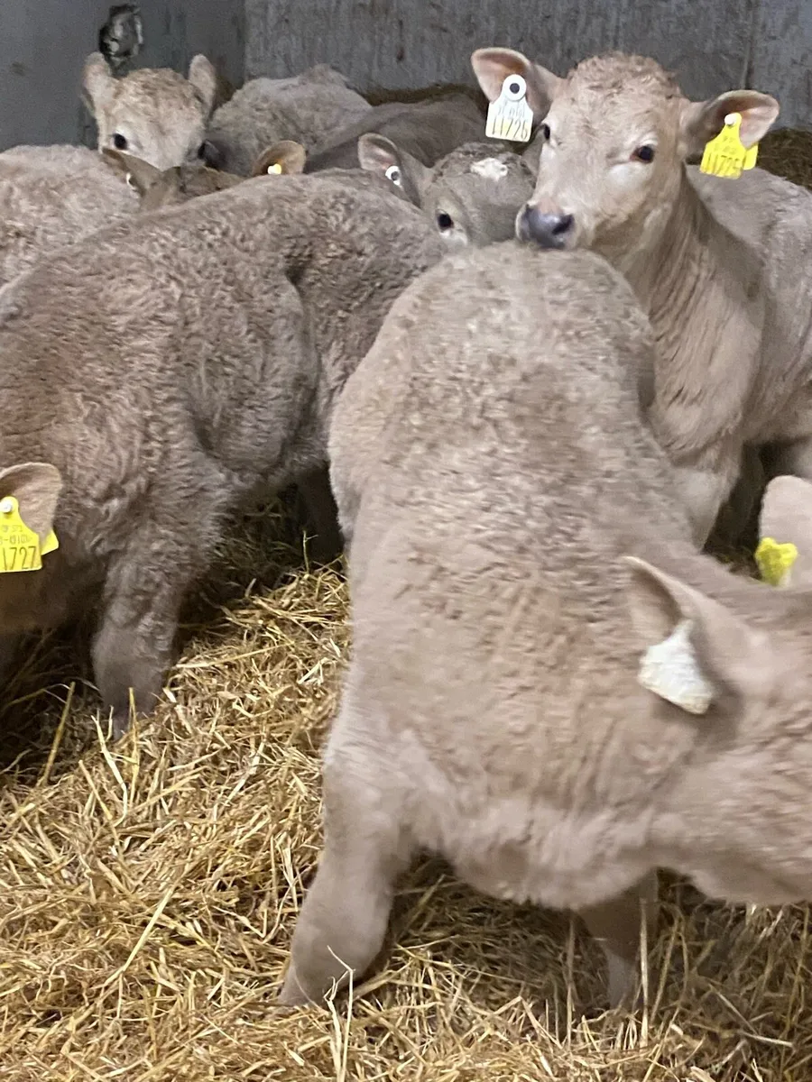 8 SERIOUS QUALITY CHAROLAIS HEIFER CALVES - Image 4