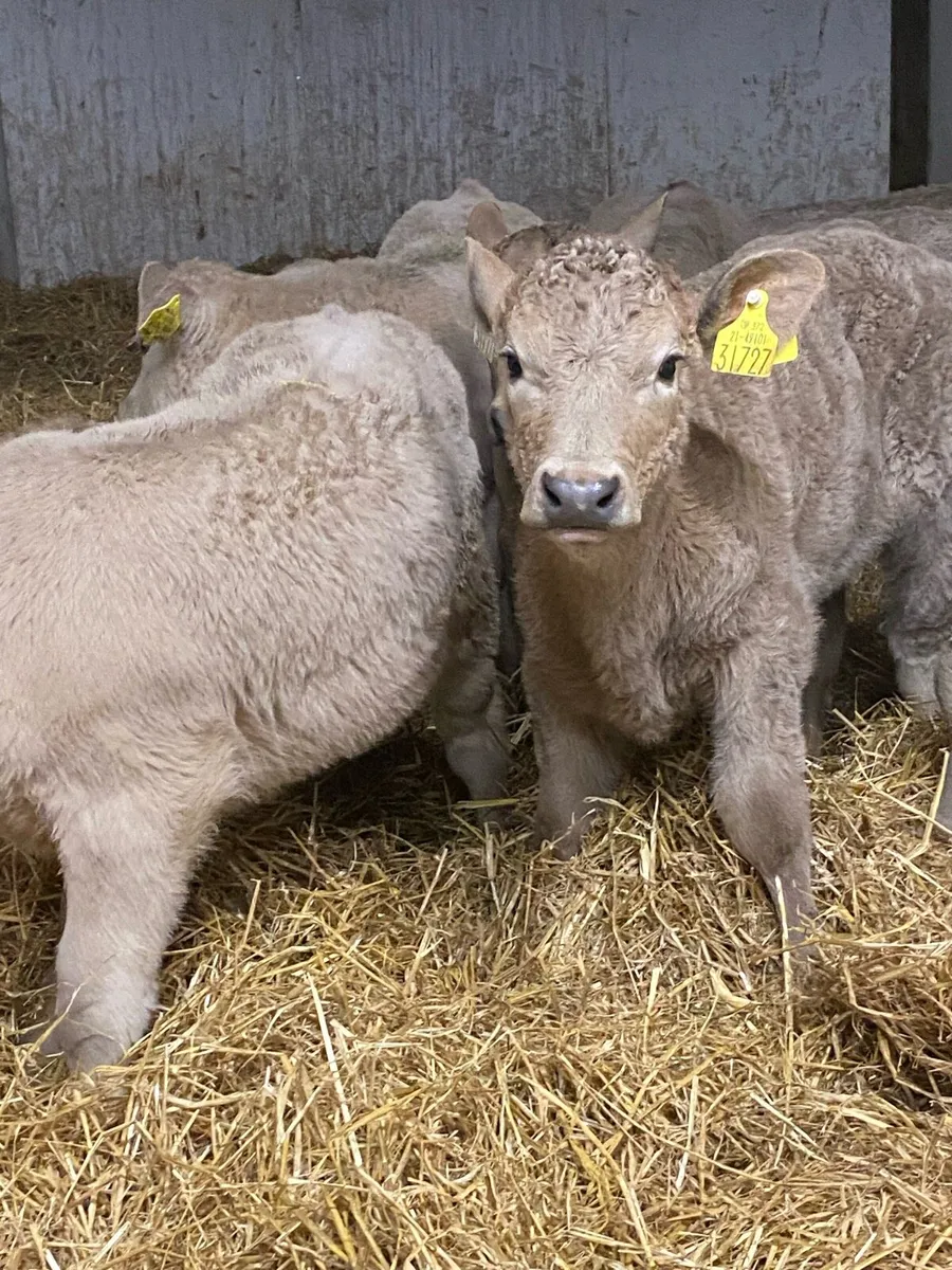 8 SERIOUS QUALITY CHAROLAIS HEIFER CALVES - Image 1