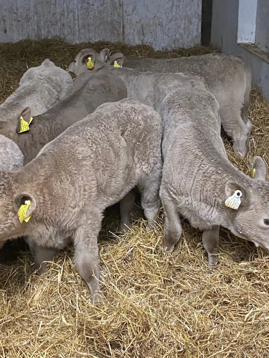 8 SERIOUS QUALITY CHAROLAIS HEIFER CALVES - Image 2