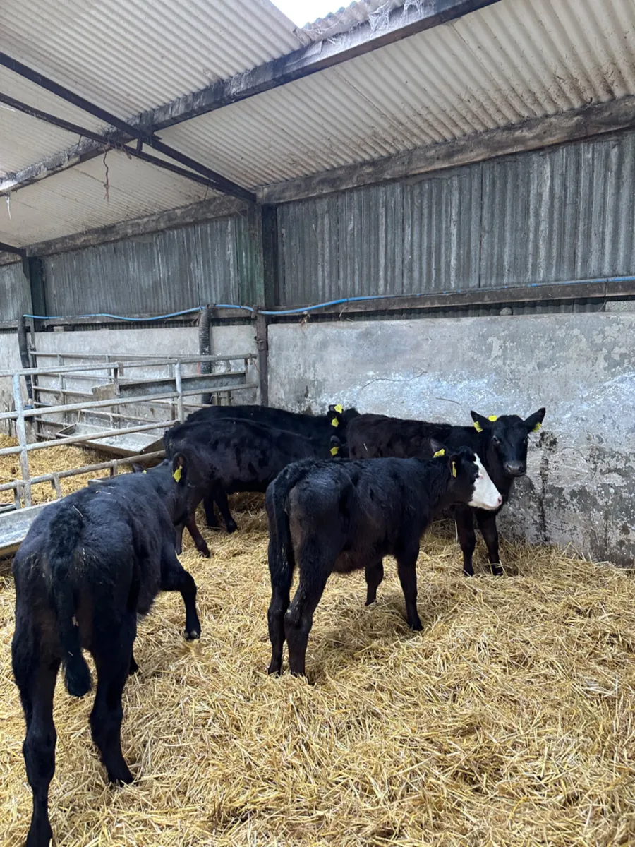 Angus heifers - Image 1