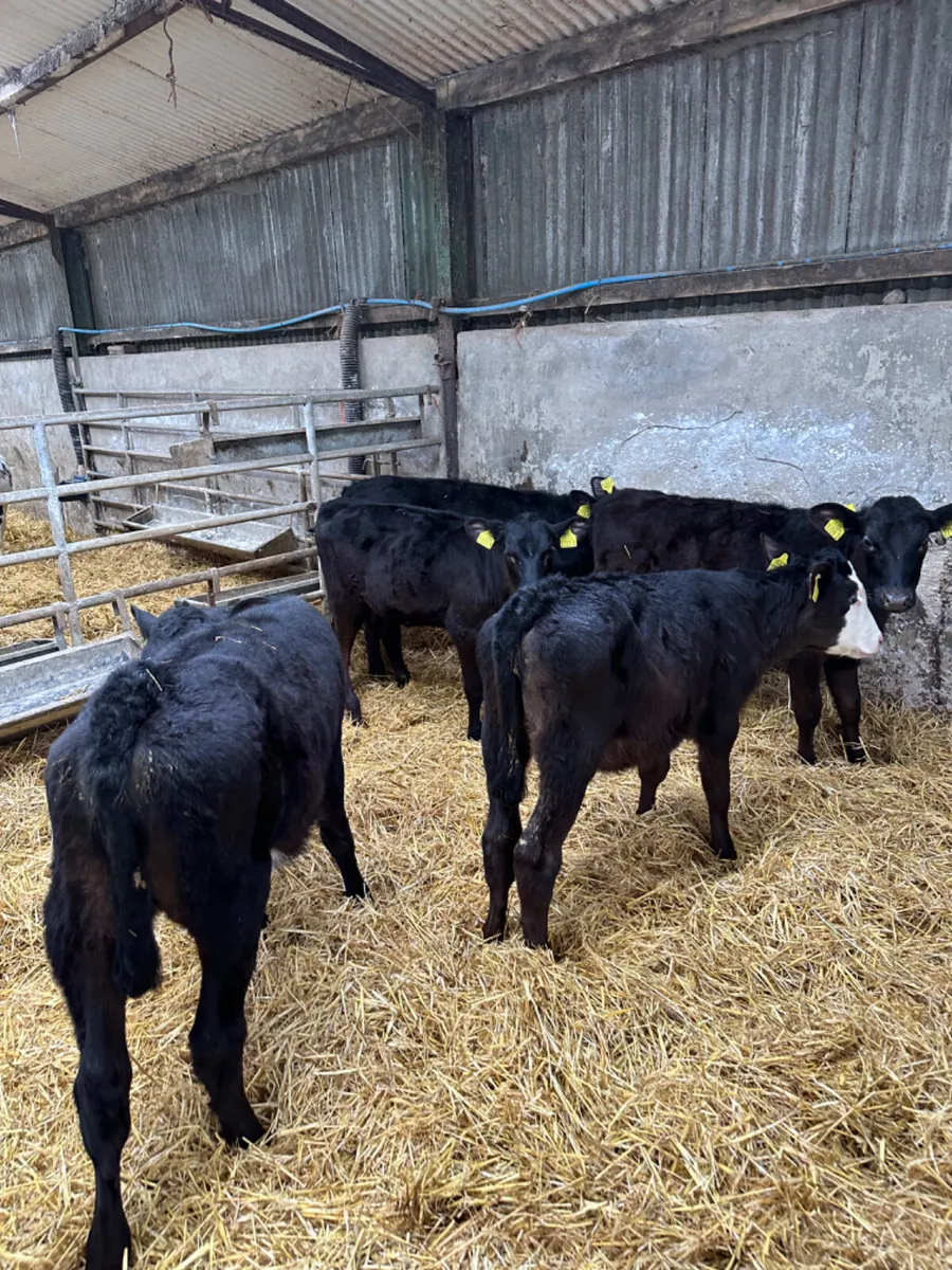 Angus heifers - Image 2