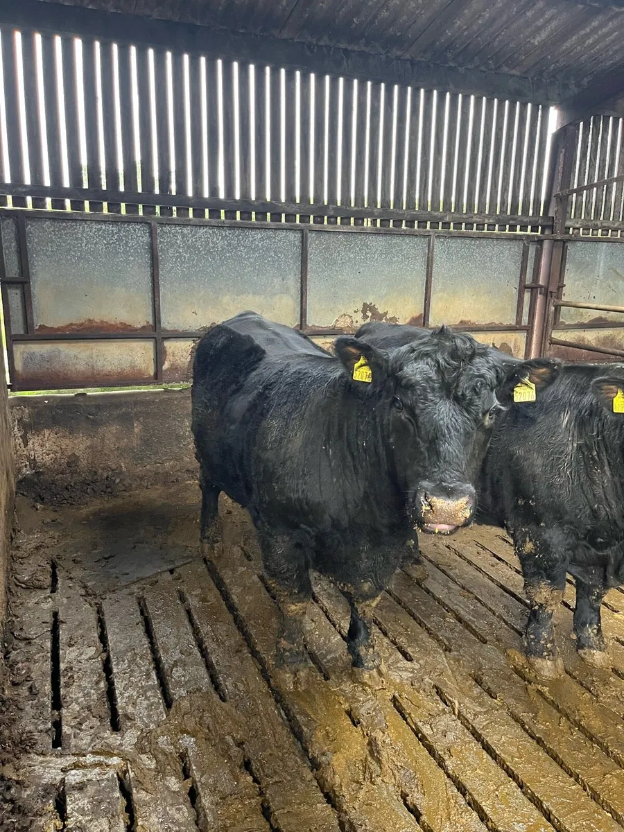 2 PBR AA bulls - Image 2