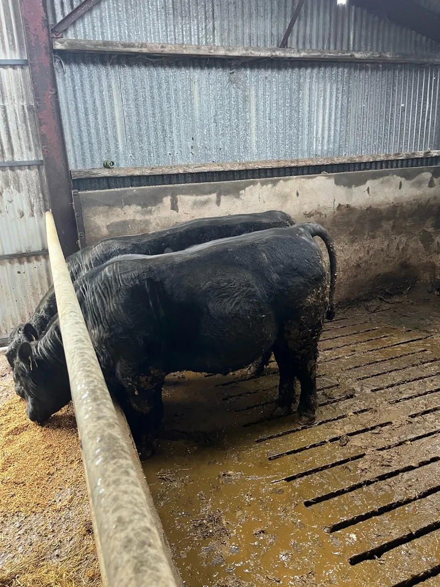 2 PBR AA bulls - Image 3