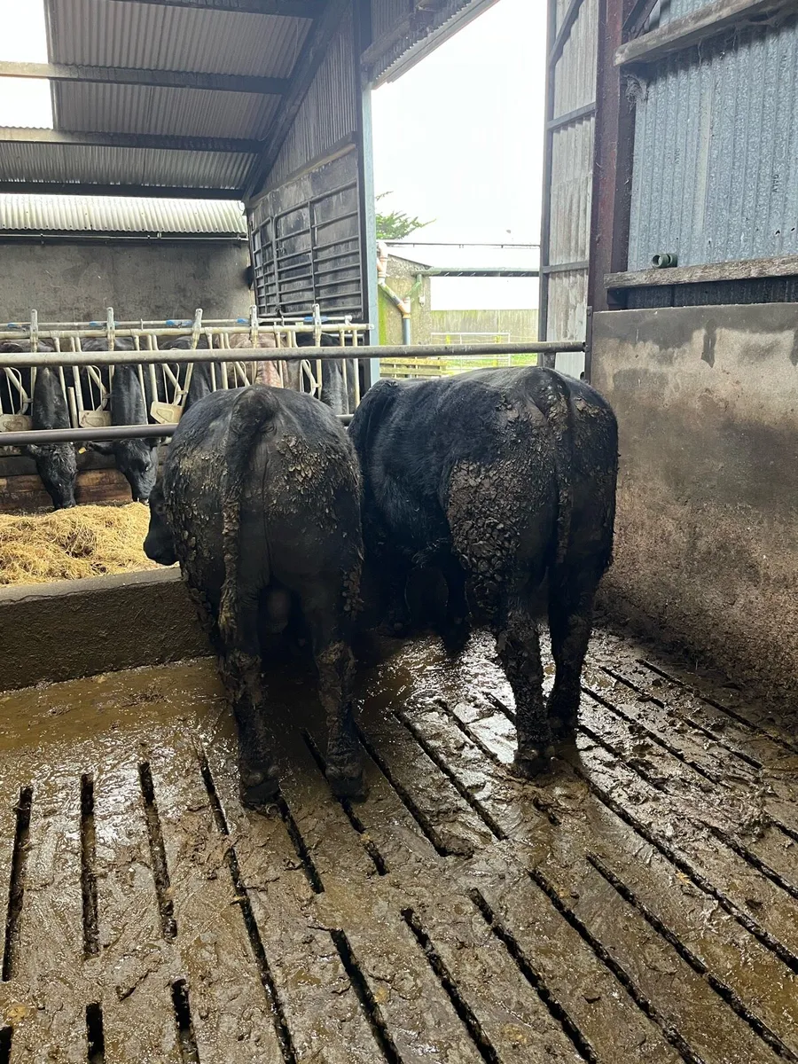 2 PBR AA bulls - Image 4