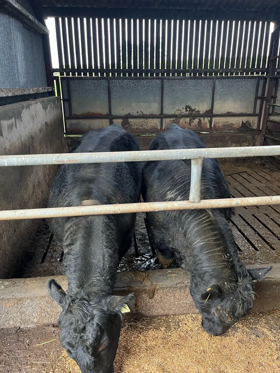 2 PBR AA bulls - Image 1