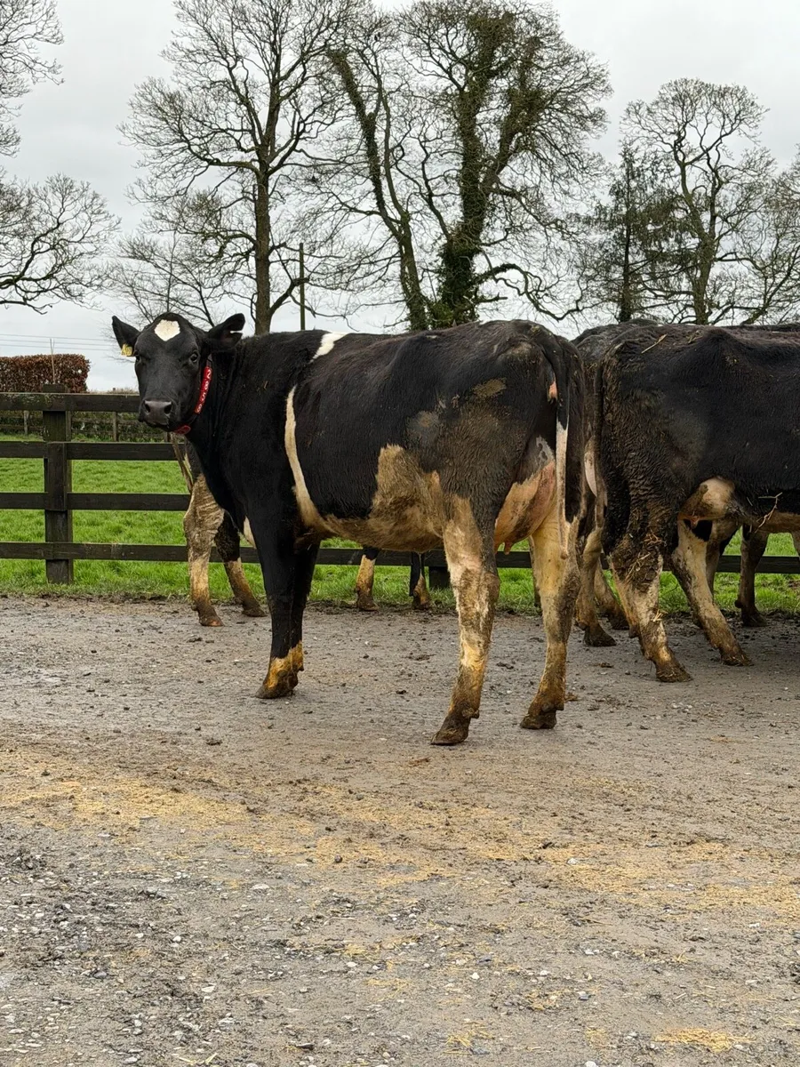 11 super freshly calved Heifers carnaross Mart 25t - Image 1