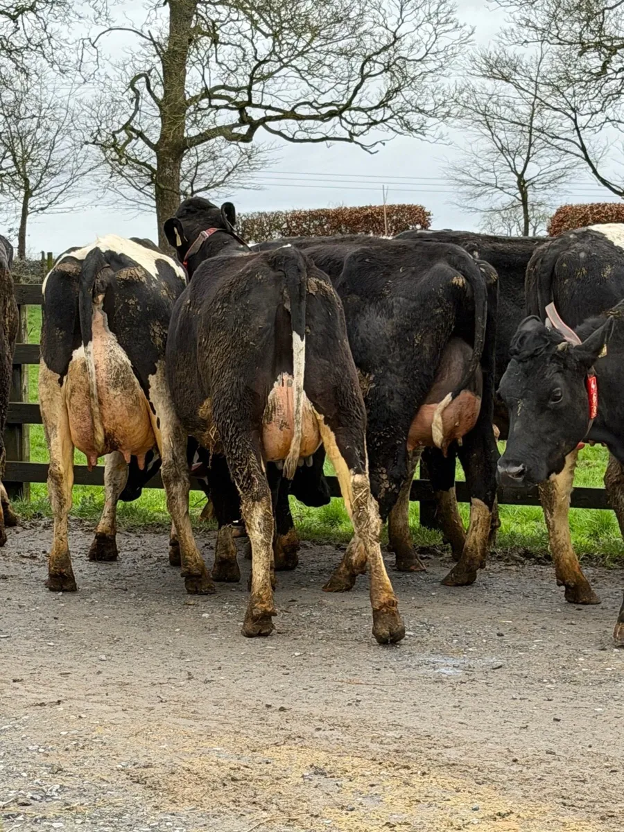 11 super freshly calved Heifers carnaross Mart 25t - Image 2