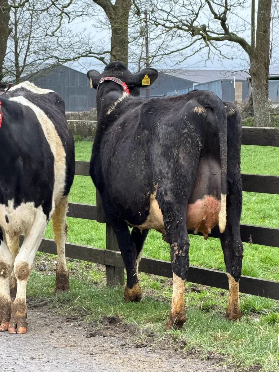 11 super freshly calved Heifers carnaross Mart 25t - Image 3