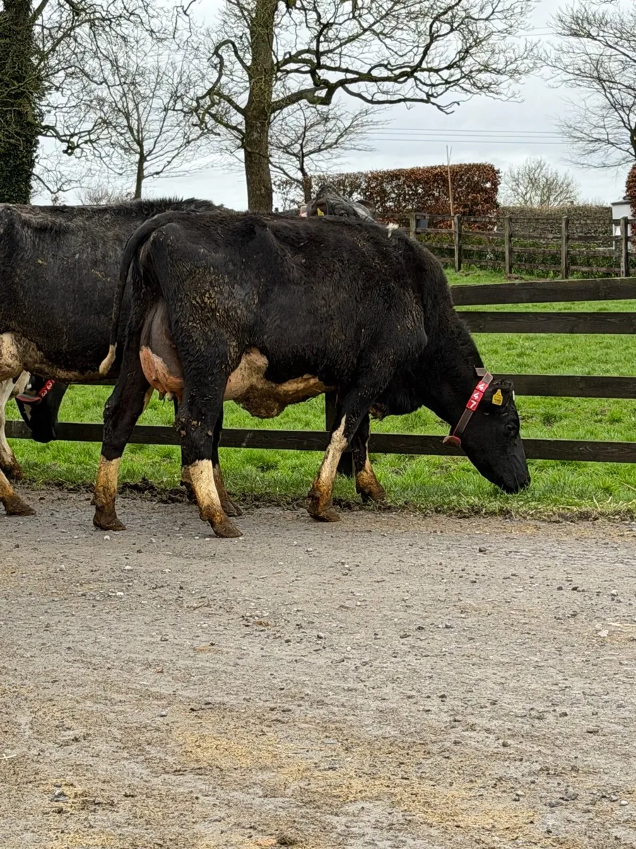 11 super freshly calved Heifers carnaross Mart 25t - Image 4