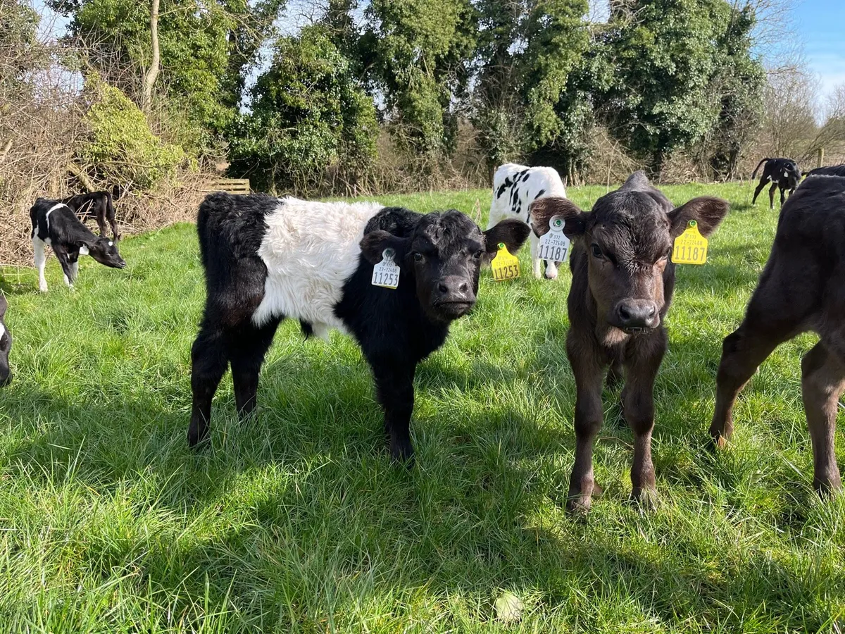 Night calver - Image 4