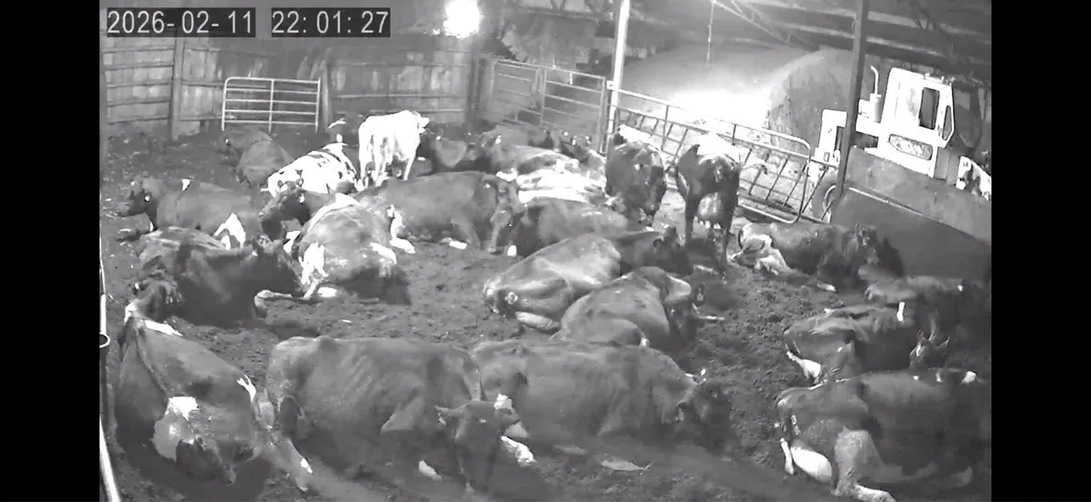 Night calver - Image 2