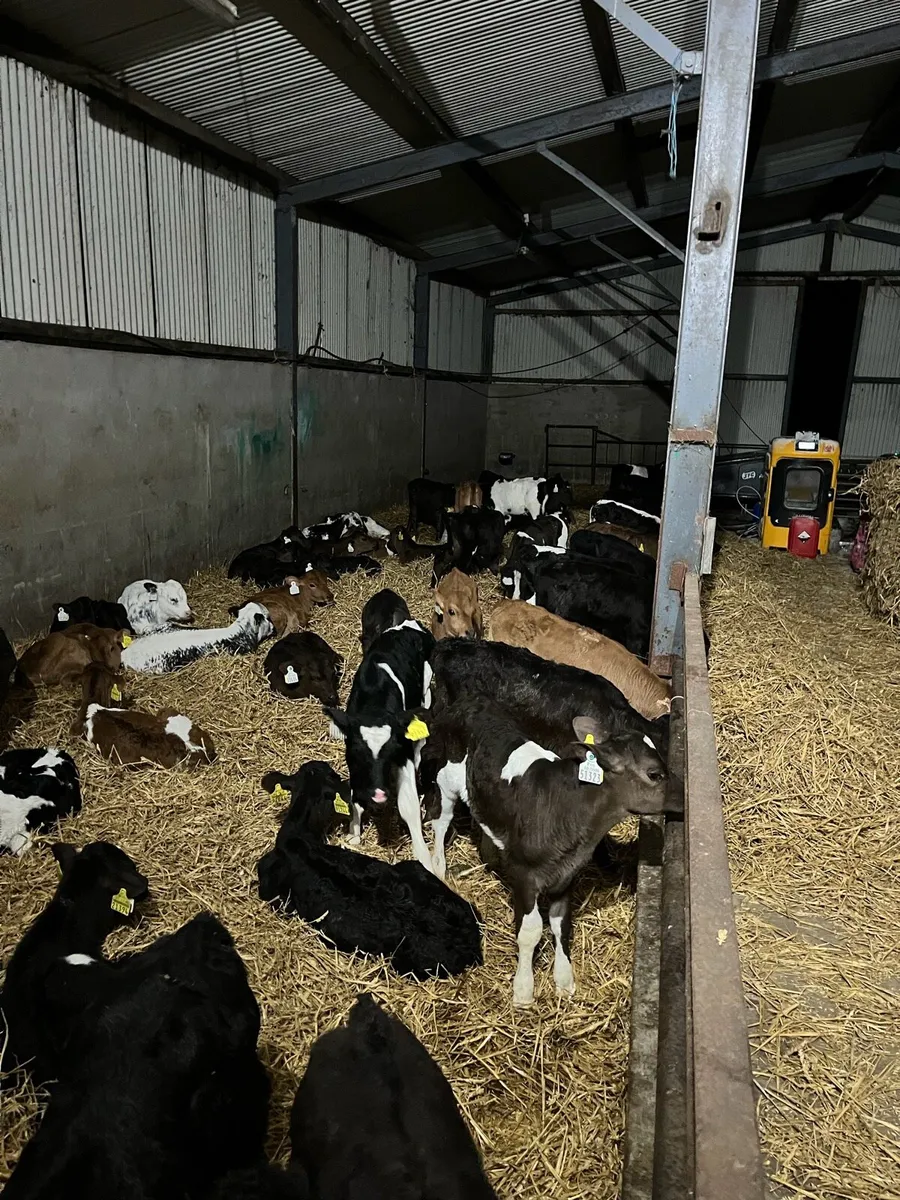 Night calver - Image 3