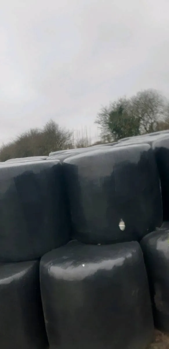 Silage - Image 2