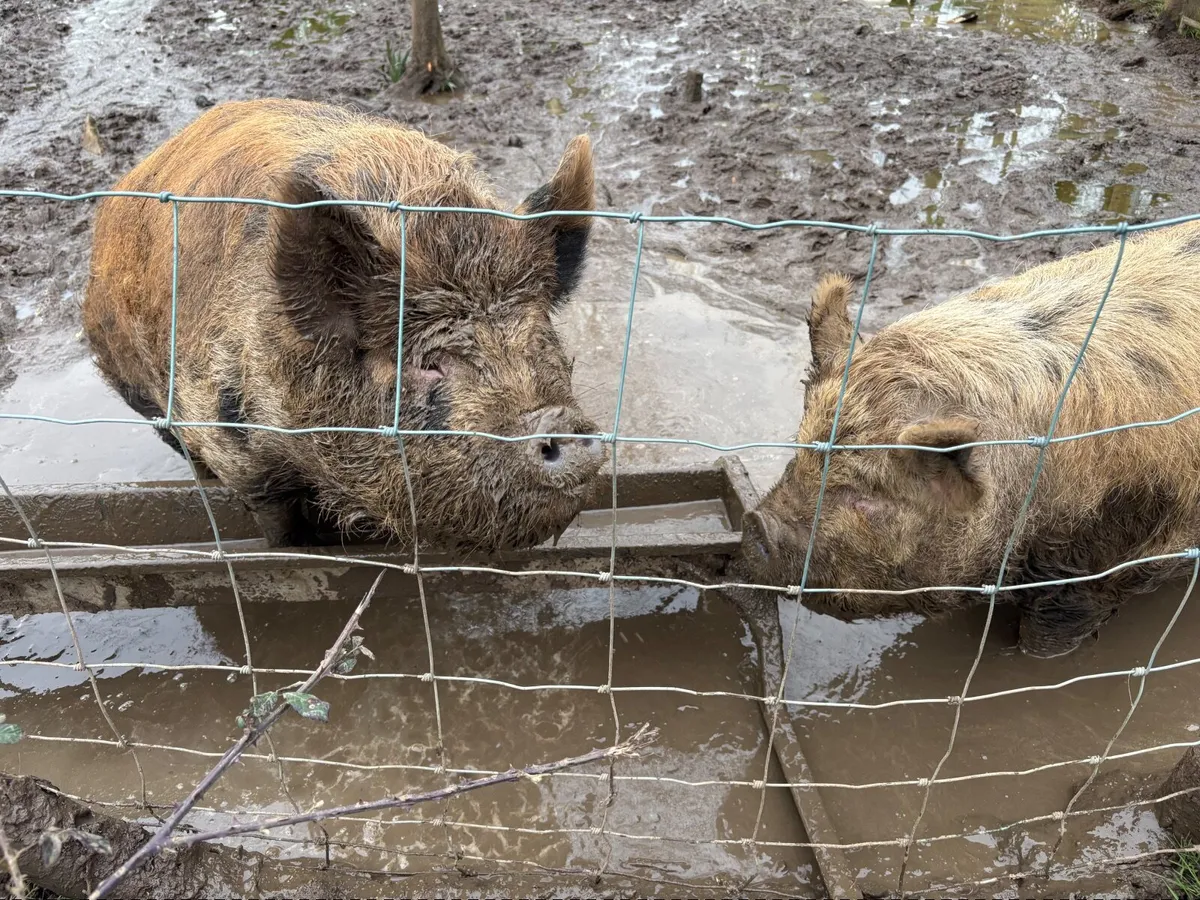 Kune Kune pigs - Image 1