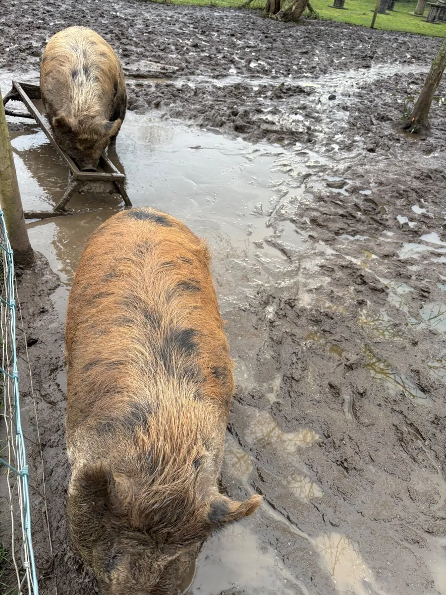 Kune Kune pigs - Image 2