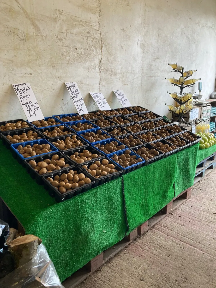 Seed Potatoes - Image 3