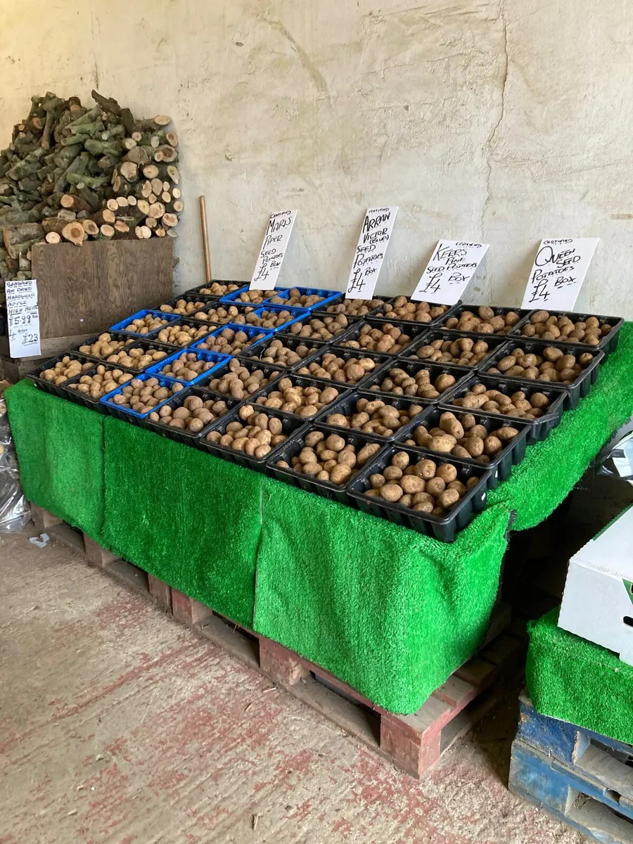 Seed Potatoes - Image 2