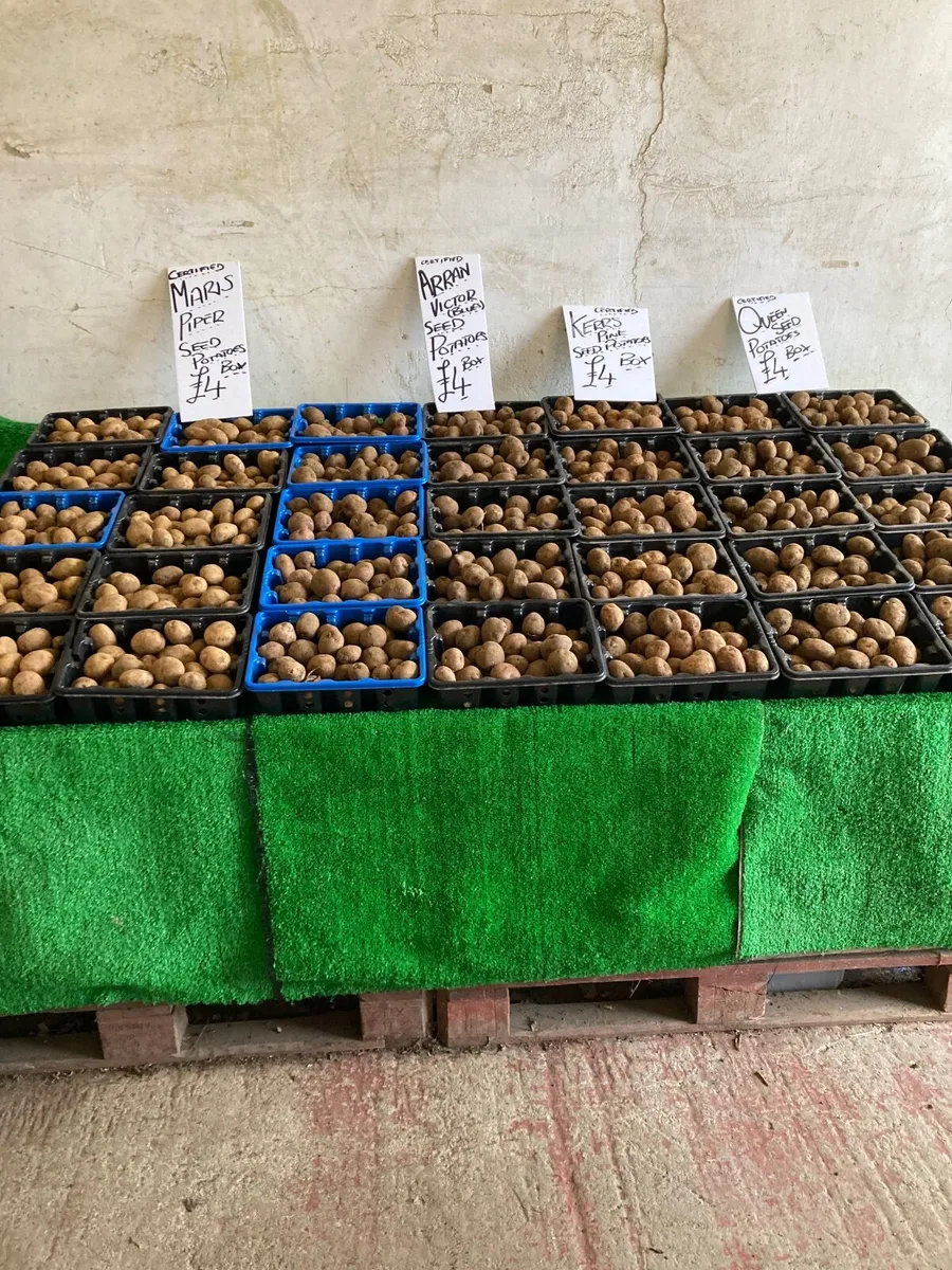 Seed Potatoes - Image 4