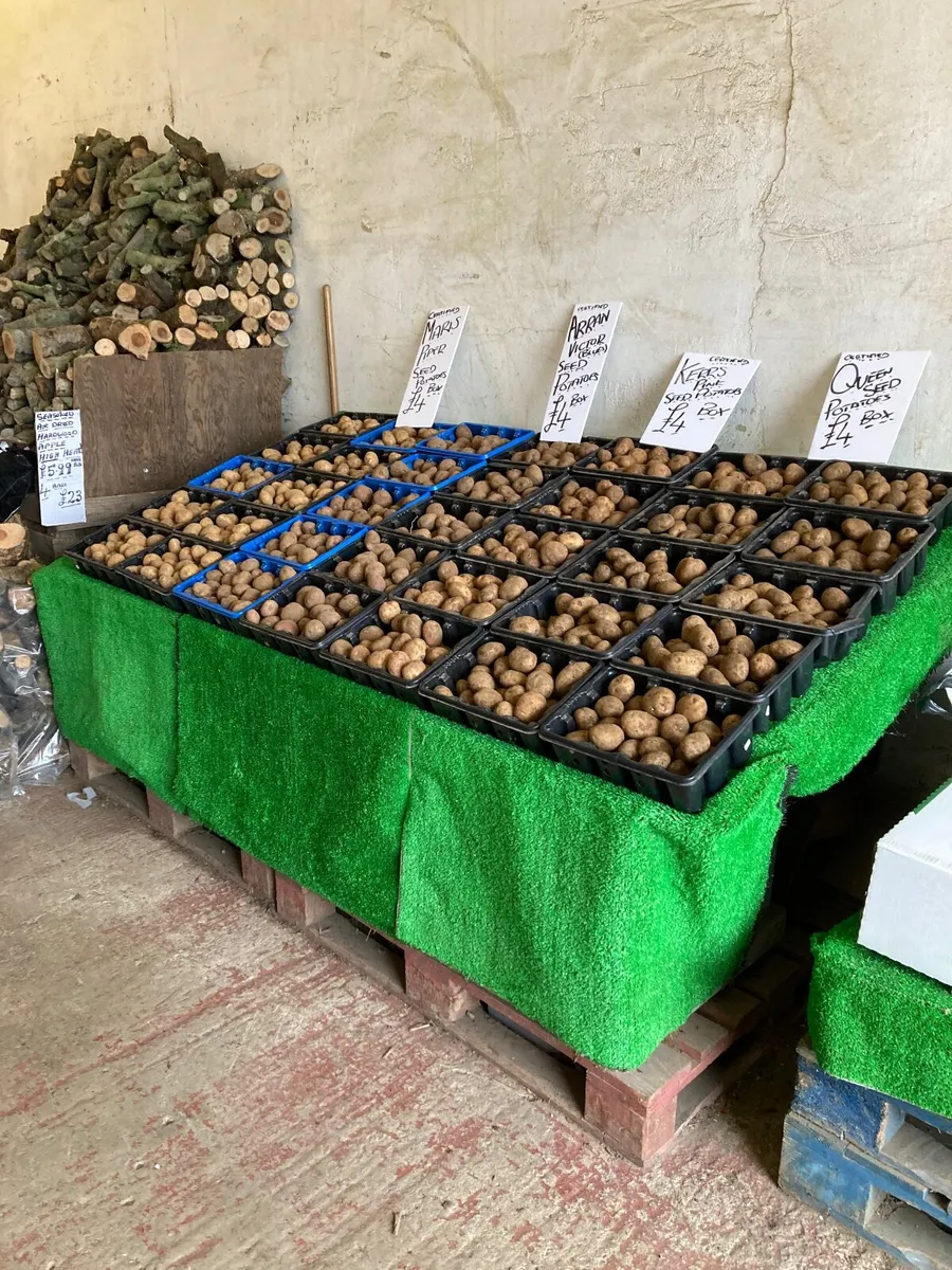 Seed Potatoes - Image 1